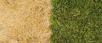 Check spelling or type a new query. How To Bring Your Lawn Back To Life In 5 Simple Steps