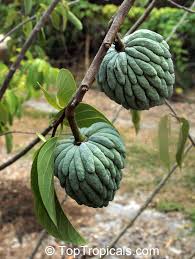 Image result for Annona squamosa