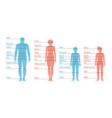 Human Height Vector Images Over 330