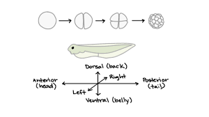 Check spelling or type a new query. Introduction To Development Article Khan Academy