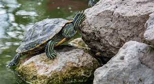 Find Out How Long Can Turtles Stay Out Of Water Turtleowner Com