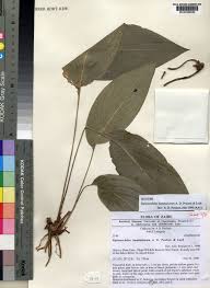 Image result for Siphonochilus brachystemon