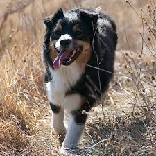 Maybe you would like to learn more about one of these? Cuccioli Pastore Australiano Home Facebook