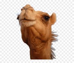 Close shot of a broken camel thorn tree in the desert with sand dunes and a clear sky. Download Camel Head Png Images Background Camels Png Transparent Png 850x638 33172 Pngfind