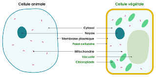 Animal cell and plant cell form 1. File Differences Between Simple Animal And Plant Cells Fr Svg Wikimedia Commons