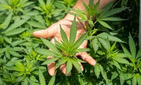 Maybe you would like to learn more about one of these? What To Do With Your Stalks Stems And Leaves