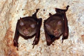 This is the only registered pesticide that doesn't kill but repels pests. Hipposideridae Wikipedia