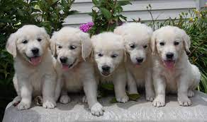 Why buy a golden retriever puppy for sale if you can adopt and save a life? Mn English Golden White Golden Retriever Puppy Retriever Puppy Golden Retriever White