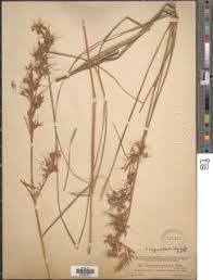 Image result for Hyparrhenia bracteata