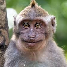 Vivo y91c (pd1818hf) official firmware flash file (flash file). Monkey Monkey Photography Monkey Smiling Monkeys Funny