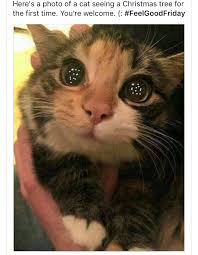 Awww 3 Komik Hayvan Evcil Hayvanlar Hayvan Mizahi