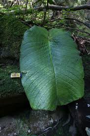 Image result for Streptocarpus sp.nov. aff. S. grandis