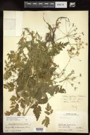 Image result for Afroligusticum