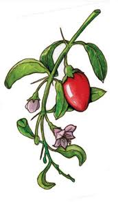 Image result for Lycium