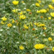 Image result for Gunillaea