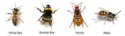 Species from four different families make their nests in the ground. Mn Pest Control Pest Control Blog
