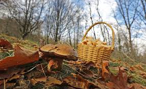 The main distinguishing features of boletus erythropus according to the original diagnosis and. Las Setas Tan Apetecibles Como Un Rolex Gourmet Ideal