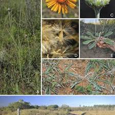 Image result for Macledium humilis