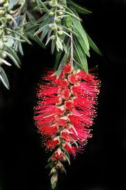 We did not find results for: Flower Bottle Brush Australian Native Tree Callistemon Garden Nature Pikist