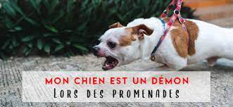 Jamais sans mon chien : Pourquoi Mon Chien Aboie T Il Envers Tout Ce Qui Bouge Lors Des Promenades