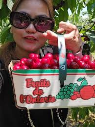 Cherry Picking in Montreal 2024