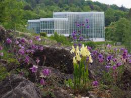 In 1681 georg balthasar metzger. Boga Tubingen On Twitter Mit Der Chinesischen Scheinorchidee Roscoea Cautleoides Einer Ingwer Verwandten Wunschen Wir Euch Ein Schones Wochenende Botanischergarten Alpinum Tubingen Https T Co Ypmqoe405f