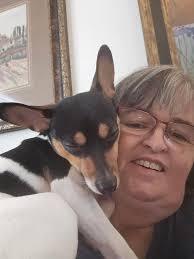 Toy fox terrier photos and stories