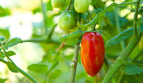 This is a guide about black spots on tomato plant leaves. Tomato Plant Problems From Diseases To Pests How To Fix Them Gilmour