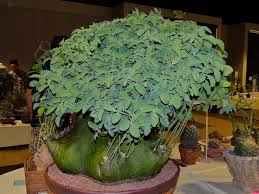 Image result for Adenia glauca