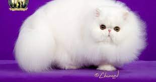 Pin On Cats Lol