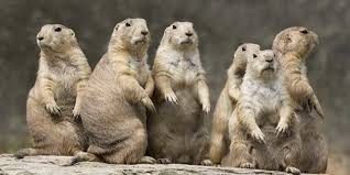 Resultado de imagen de fotos de animales en peligro de extinción