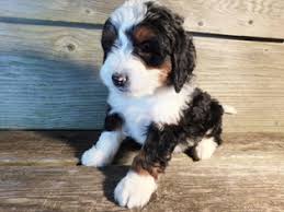 Mini bernedoodle puppies for sale. View Ad Miniature Bernedoodle Puppy For Sale Near Ohio Millersburg Usa Adn 60285