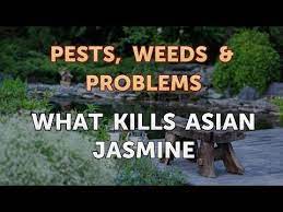 What Kills Asian Jasmine - Youtube