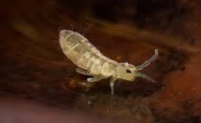 Here, we'll share our top recommendations for the best pest control if you're unsure which pest control company is best for you, read our comprehensive guide detailing our top pest control companies for 2021. Springtail Exterminator Call Our Team For Your Free Pest Inspection Pestlock