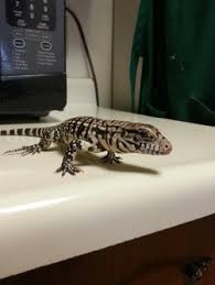 Tegu Care Facts Tegus From Around The World