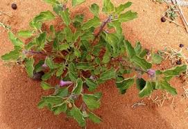 Image result for Pterodiscus angustifolius