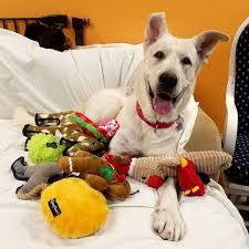 Maybe you would like to learn more about one of these? Take Me Home Pet Rescue Richardson Tx