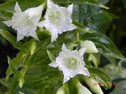 Image result for Gentiana asclepiadea alba