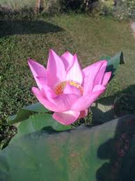This site uses cookies to give you the best possible experience. Lotosblumen Flowgrow