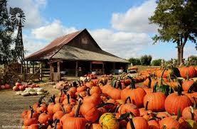 Admittance is by reservation only. Flower Mound Pumpkin Patch Kid 101
