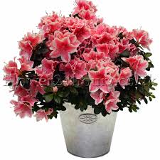 You can order your same day delivery flowers online by using our online store, or if you'd prefer to speak to us in person, you can order over the phone by calling 0800 073 7676 and speaking with one of our flower sales team. Same Day Flowers For A Rainy Day Delivery In London Uk