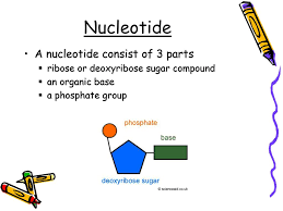 Synthesis And Release Of Protein Ppt Download