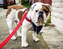 All puppies are brindle and white. Do You Want A New Dog Here S The True English Bulldog Price K9 Web