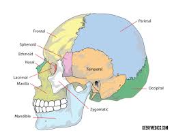 The skull bones can be classified into two groups: Bones Of The Skull Skull Osteology Anatomy Geeky Medics