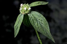 Image result for Spermacoce mauritiana