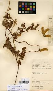 Image result for Abrus canescens