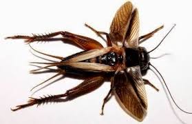 Free conversations in english online. Dunia Burung Cengkerik Atau Jangkrik Gryllidae Adalah Facebook