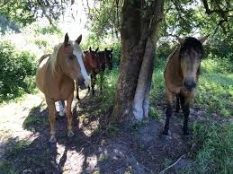 Normally, three to five of oregon's hmas are gathered annually to remove excess animals and balance population numbers with the range's capacity to. Horse Color Guide Mustang Horses In Almost Every Color With Photos Helpful Horse Hints