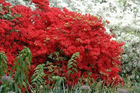 Stewartsonian Azalea Rhododendron Stewartsonian At Lurvey Garden Center Plants Landscaping Plants Azaleas