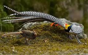 Chrysolophus Amherstiae Pet Birds Beautiful Birds Pheasant